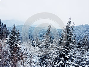 Snowy forest in mountains