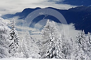 Snowy forest on mountainside