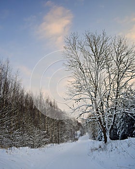 Snowy forest near white road.Winter season in Lithuania