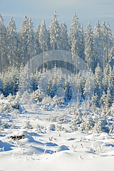 Snowy forest no.7