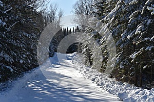 A snowy forest path