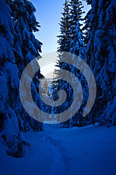 Snowy Forest Path