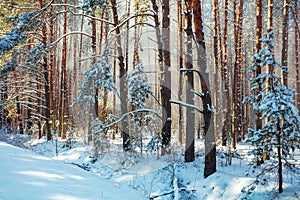 Snowy forest. Pine trees covered with snow