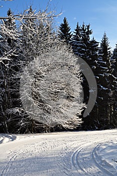 Snowy forest and road