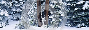 Snowy forest in the Sierra Nevada, California