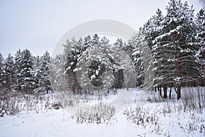 In a snowy forest the silence of the snow figures were so expressive that it becomes weird