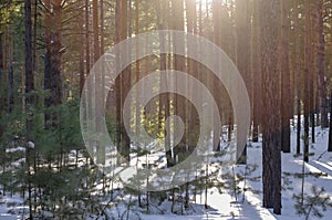 Snowy Forest on a Sunny Winter Day with Pine Trees Shadows