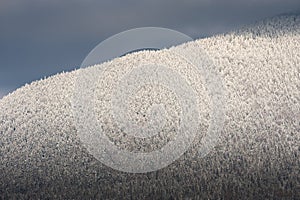 Snowy forest texture