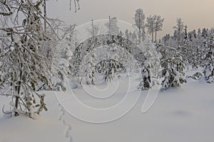 Snowy forest with a trace of a fox in the snow