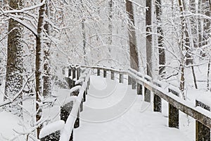 Snowy Forest Trail - Boardwalk Covered in Snow