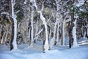 Snowy forest, trees branches covered with snow background