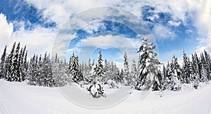 Snowy forest under blue skies