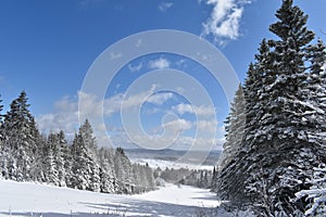 A snowy forest under a blue sky