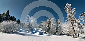 Snowy forest, Vitosha mountain, Bulgaria photo