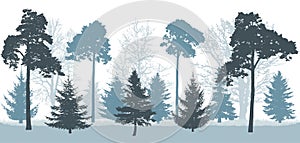 Snowy forest in winter, silhouette of trees pines, spruces, oak, etc.. Vector illustration