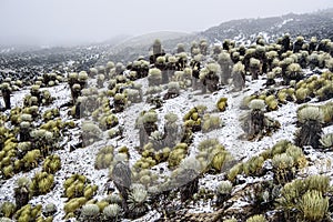 Snowy Frailejones photo