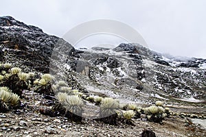 Snowy Frailejones 2 photo