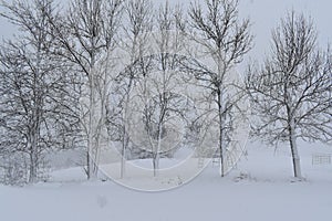 Snowy frenes during a storm