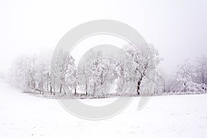 Snowy and frostbitten alley along roads