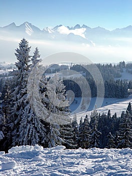 the snowy and frosty morning in the winter forest in the mountains