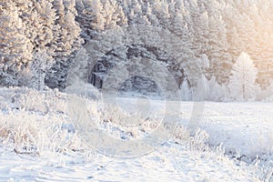 Snowy frosty winter forest in sunlight. Christmas background. Cold nature with hoarfrost on trees and plants