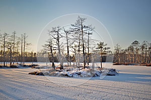 Snowy and frozen bog lake with tree-covered islands making long shadows under cold winter sun