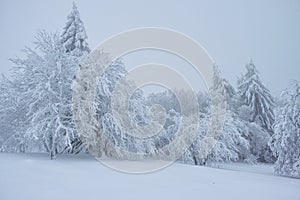 Snowy and frozen forest with snow-covered field on a misty winter day