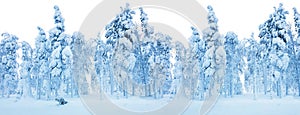 Snowy Frozen Forest - Winter border background