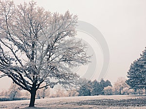 Snowy frozen landscape in winter photo