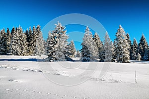 Snowy frozen trees in winter forest