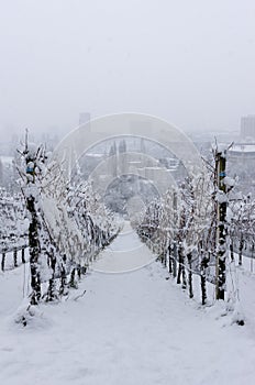 Snowy frozen vineyard row white
