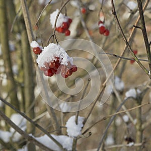 snowy fruit on a bare bush