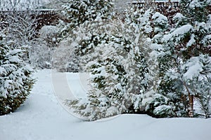 Snowy garden view in winter with pine trees