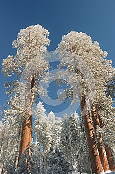 Snowy Giant Sequoia Trees tower above the forest