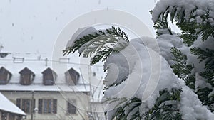 Snowy Harmony: Evergreen Boughs Laden with Snow Against a Blurred Historical Building Background