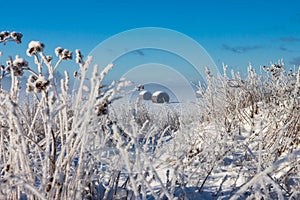 Snowy hay bales