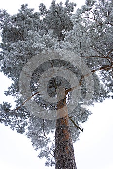 Snowy high crown of a pine tree isolated against the background of the sky in a winter portrait photo.Vertical photo