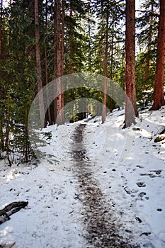 Snowy Hiking Trail Through a Forest