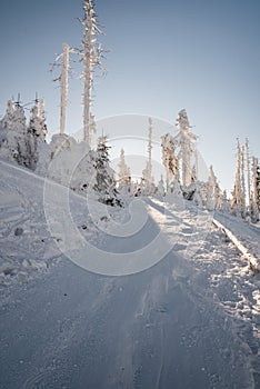 Snowy hiking trail with fre frozen trees around and clear sky during winter morning