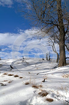 Snowy hillside
