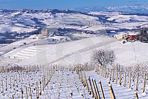 Snowy hilly landscape on the vineyards of the Langhe in the Unesco territory of Italy