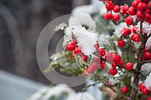 Snowy holly branches in decoration in the street