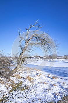 Snowy and ice winter landscape at the Amsterdamse Waterleidingduinen