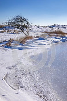 Snowy and ice winter landscape at the Amsterdamse Waterleidingduinen