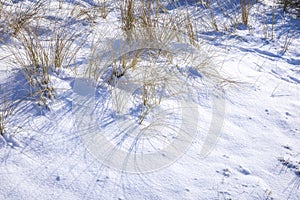 Snowy and ice winter landscape at the Amsterdamse Waterleidingduinen