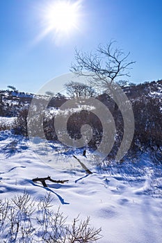 Snowy and ice winter landscape at the Amsterdamse Waterleidingduinen