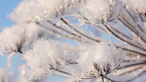 Snowy icy dry fluffy foliage moving in frosty wind at bright sunny blue sky.