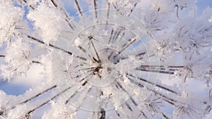 Snowy icy dry fluffy foliage moving in frosty wind at bright sunny blue sky.