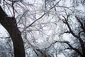 Snowy icy tree branches against white winter sky