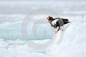 Snowy Kamchatka, winter Russia. Steller`s sea eagle, Haliaeetus pelagicus, bird with white snow